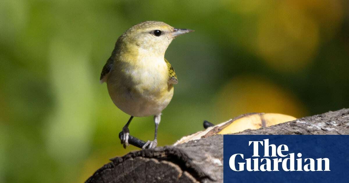 Rare birds at risk as narco-gangs move into forests to evade capture – report