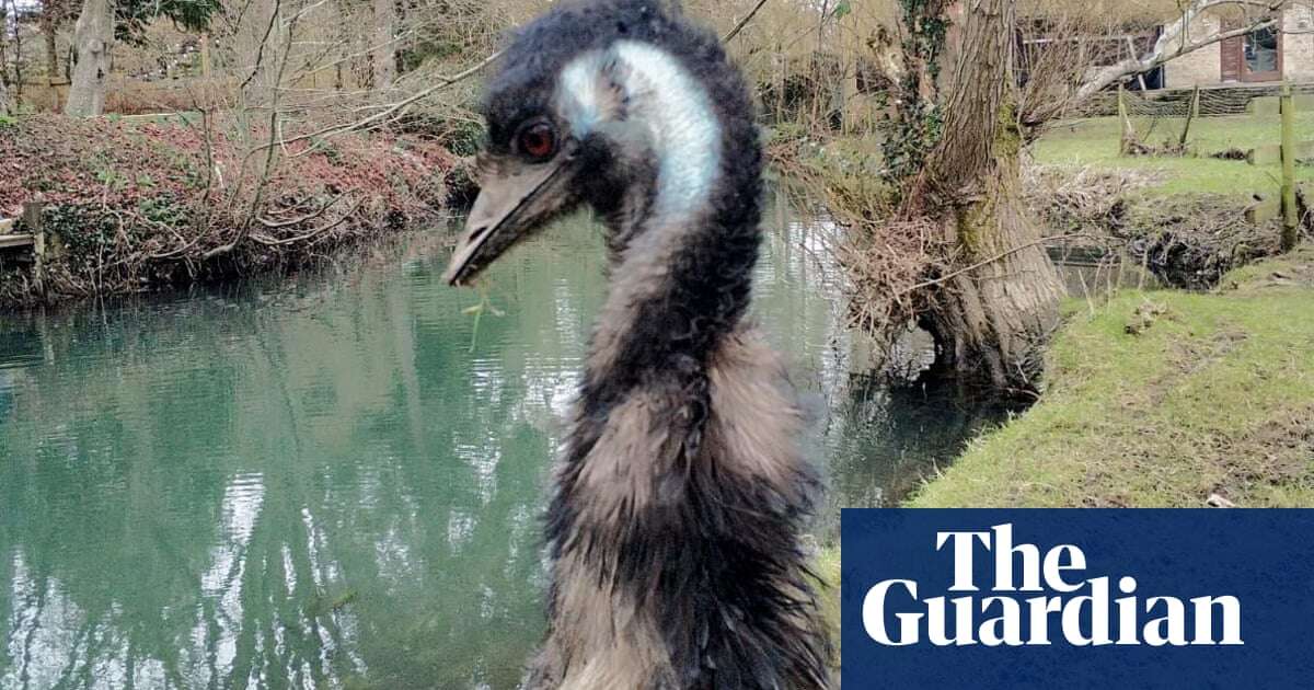 Missing emu Irwin found dead in Wiltshire river after weeklong search