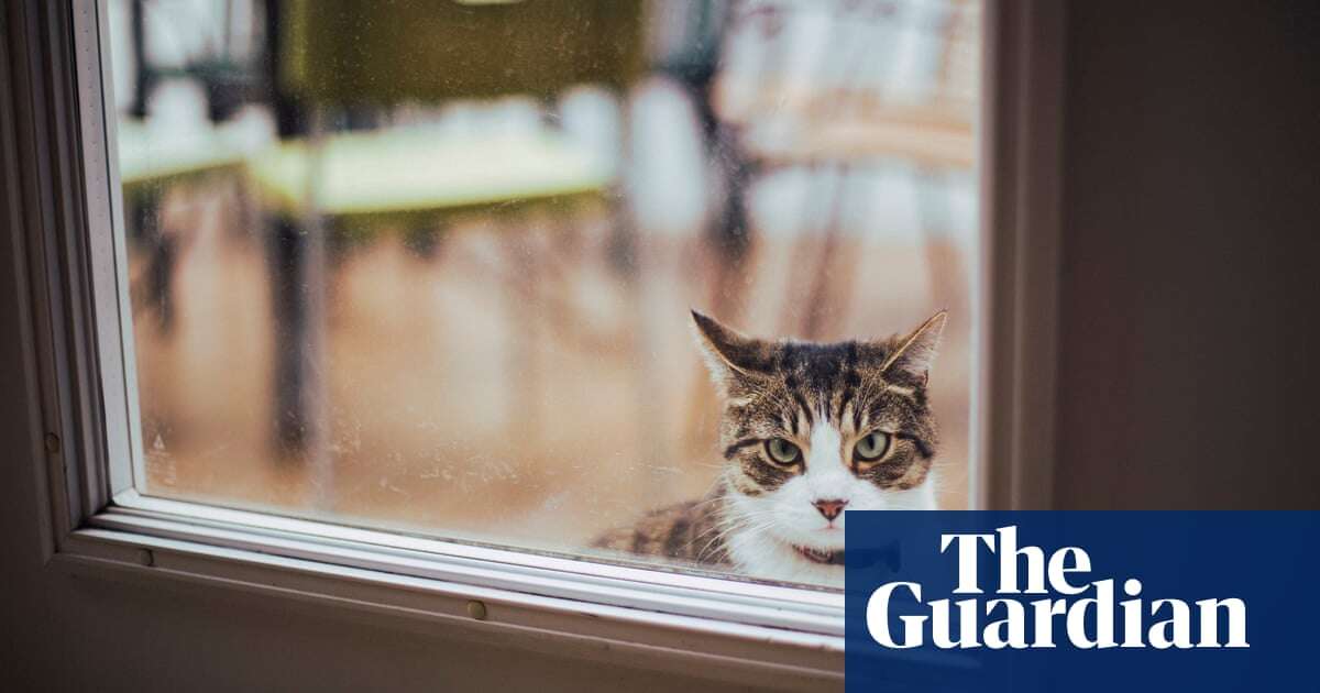 Cat burglars: scientists try to solve mystery of why felines ‘steal’ random objects