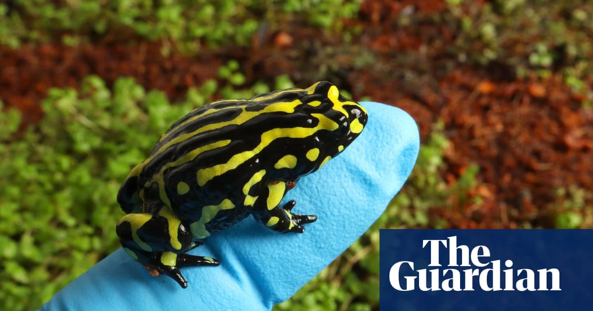 Tiny ‘functionally extinct’ frog could be saved after scientists sequence genome