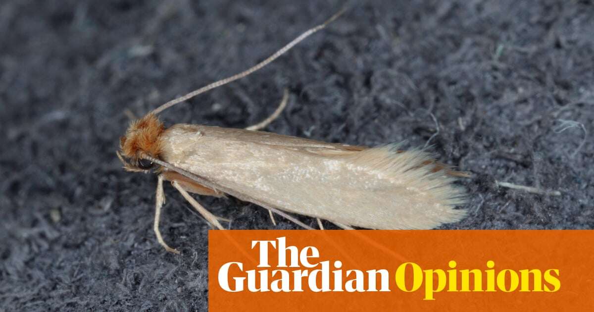 My moth hell has given me sympathy for all fellow sufferers – even the 1%  | Rhiannon Lucy Cosslett