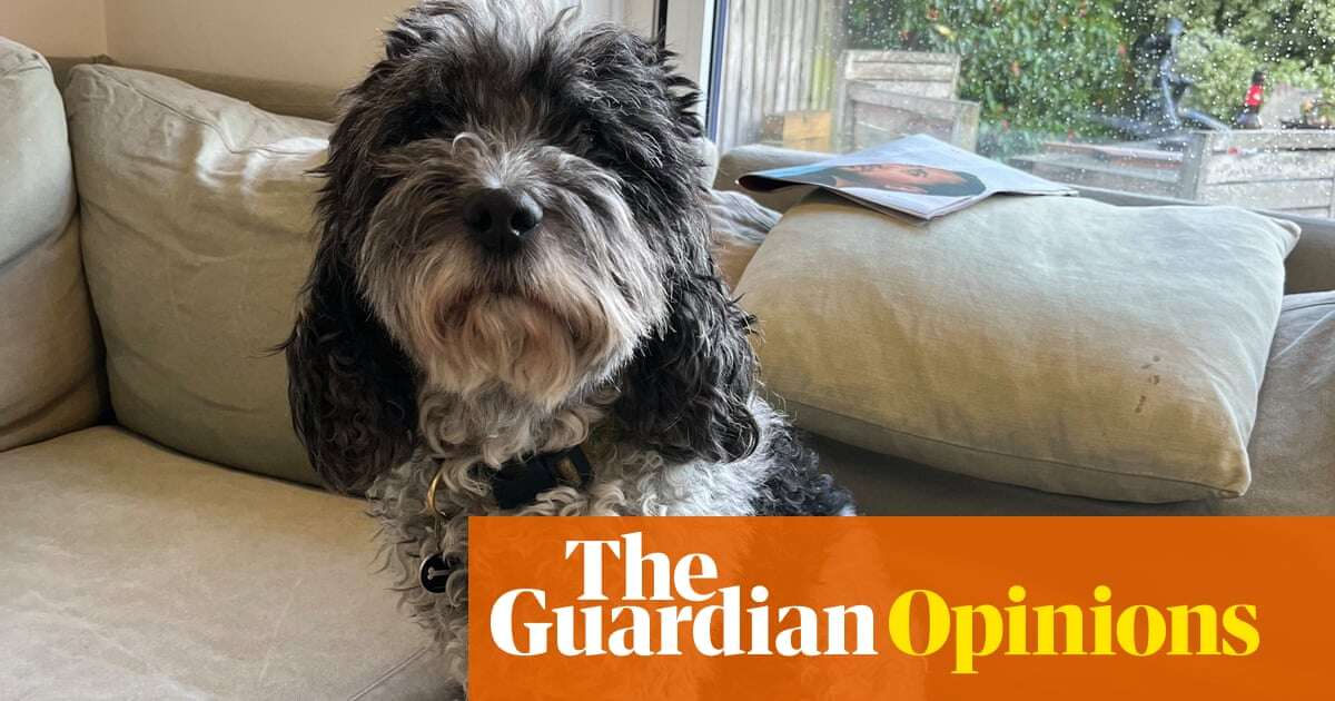 Digested week: Mum has died and my dog has cancer. I skipped World Happiness Day