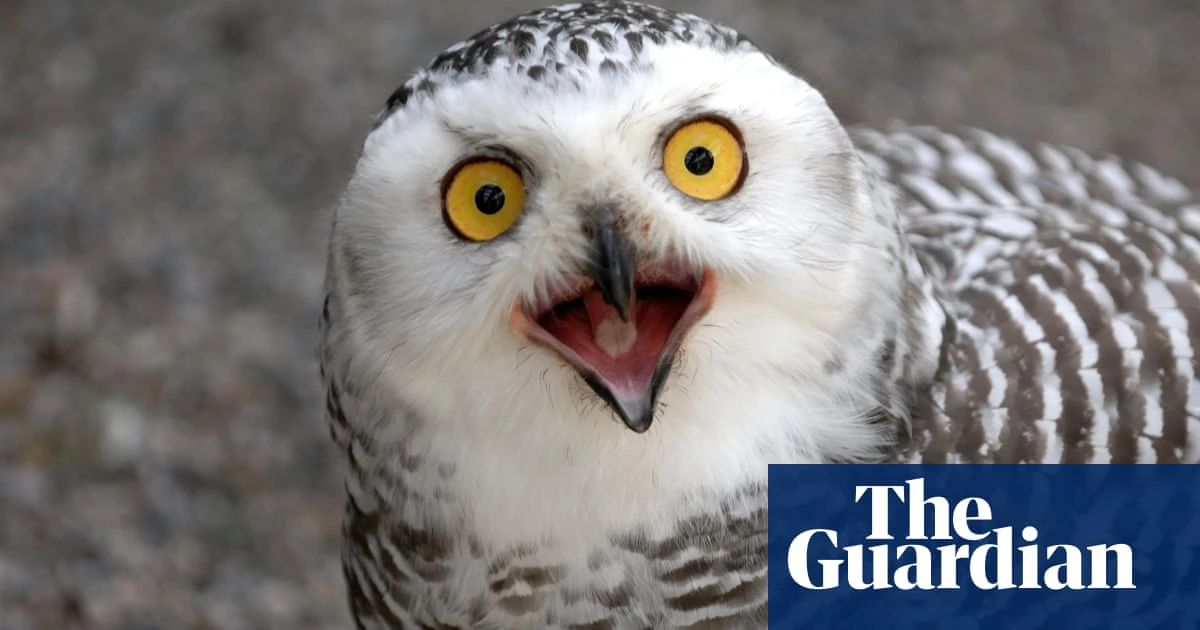 Collapsing bird numbers in North America prompt fears of ecological crisis – research