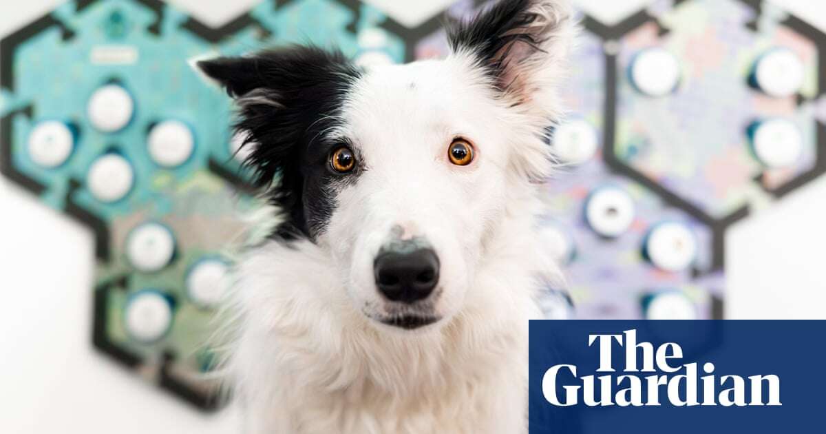 Dogs really can communicate with humans using soundboards, study suggests