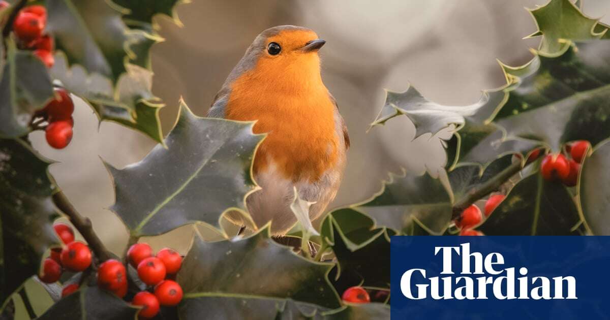 Week in wildlife in pictures: a seasonal robin and newborn lion cubs in Bedfordshire