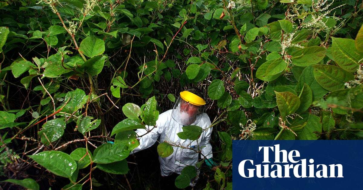 Science Weekly Japanese knotweed: why is it so damaging and can it be stopped? – podcast