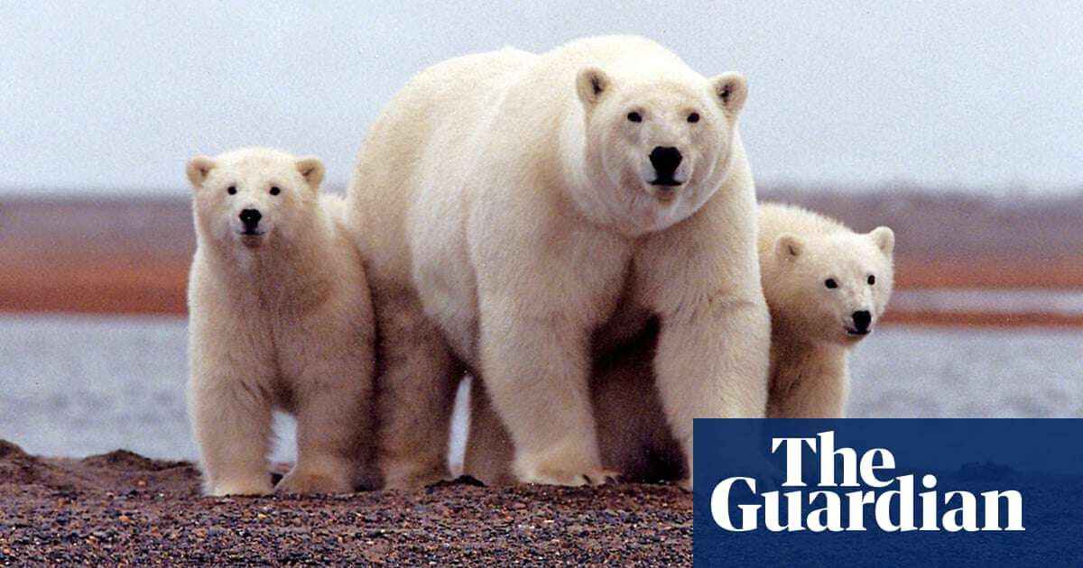 WWF helping facilitate trade in polar bear fur, investigation reveals