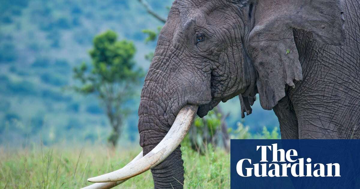 Saving ‘old and wise’ animals vital for species’ survival, say scientists