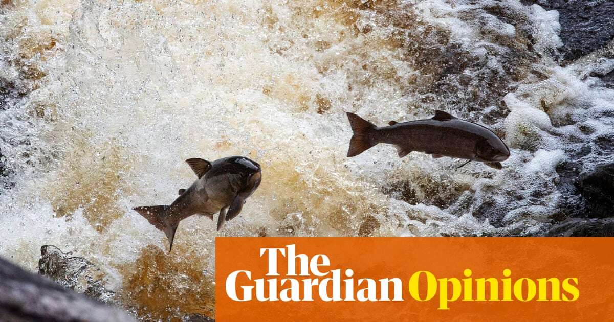 The Guardian view on wild salmon: falling numbers point to a deeper malaise | Editorial