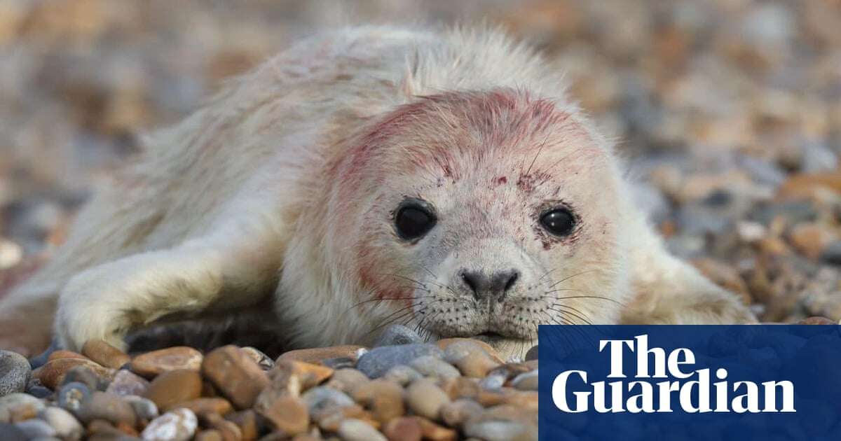 First grey seal pup of the season born on Suffolk coast