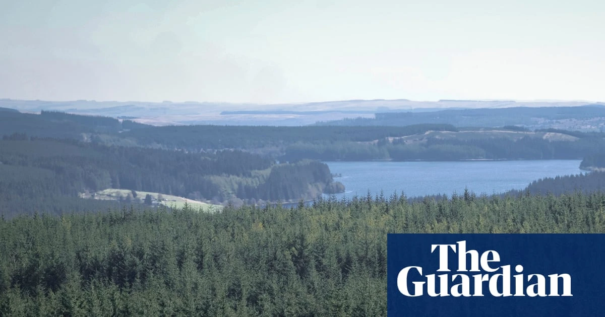 How England’s largest forest went from commodity to conservation haven
