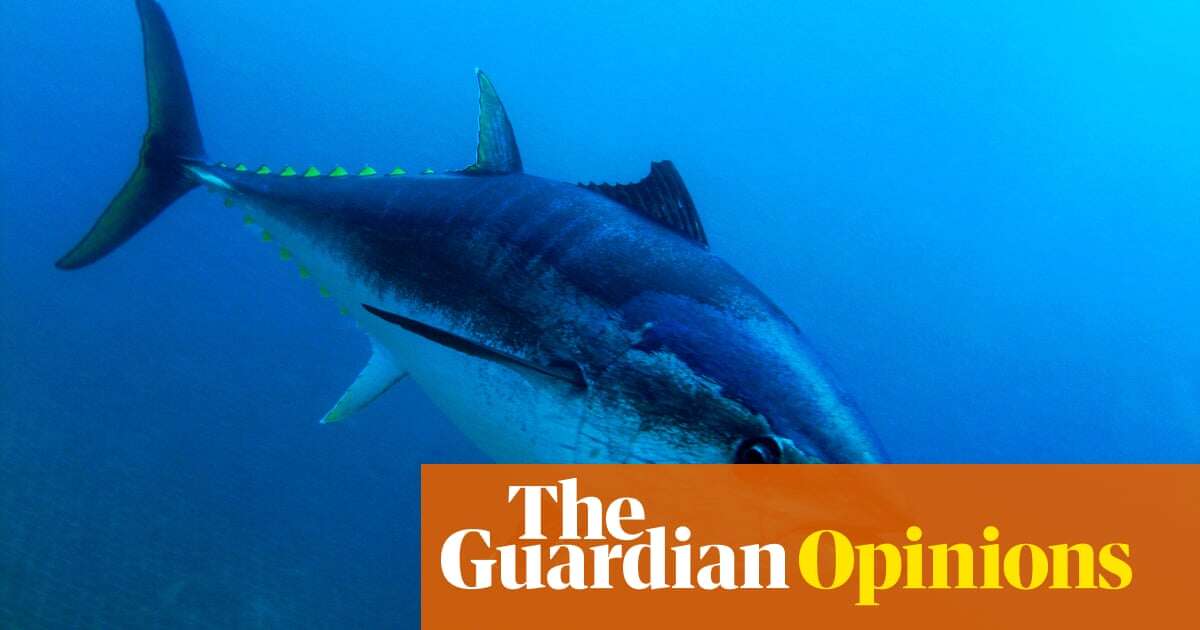 A wondrous fish has made a miraculous return to UK seas. Why are ministers so keen to see them all killed? | George Monbiot