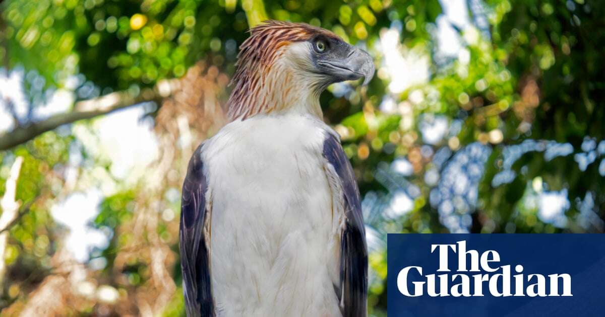 Pythons for bait and dodging militias: on the trail of the rare ‘monkey-eating’ eagle