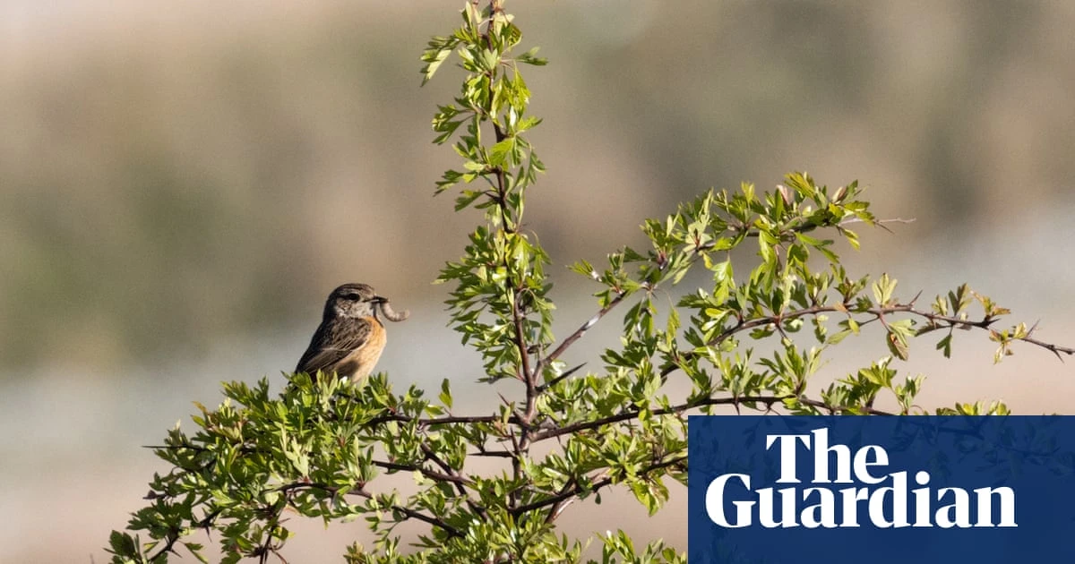 Bringing back the birds: the ‘ghost woodlands’ transforming England’s barren sheep fells