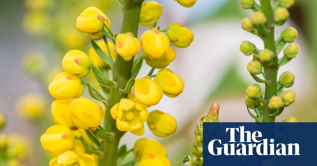 Plantwatch: A flower’s male parts carry all sorts of surprises for pollinators
