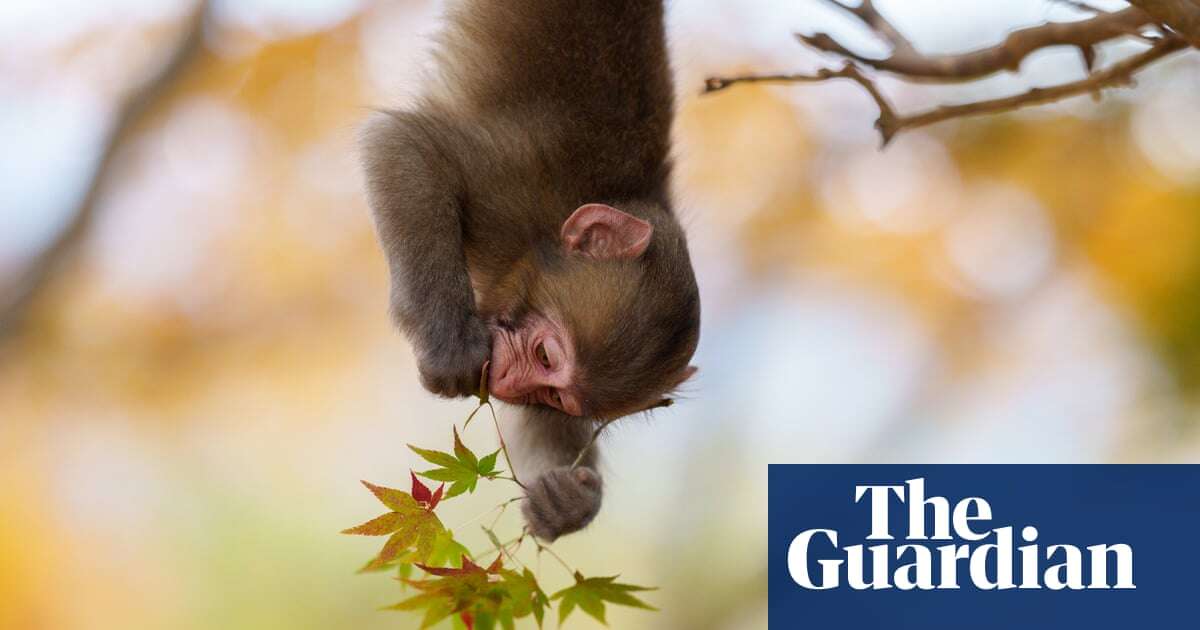 Week in wildlife in pictures: Hampshire beaver babies, bubbly lizards and a shopaholic koala