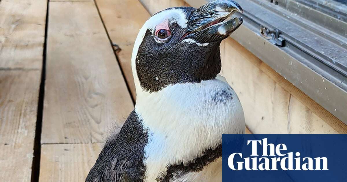 ‘Miracle’ penguin found two weeks after escaping captivity in Japan