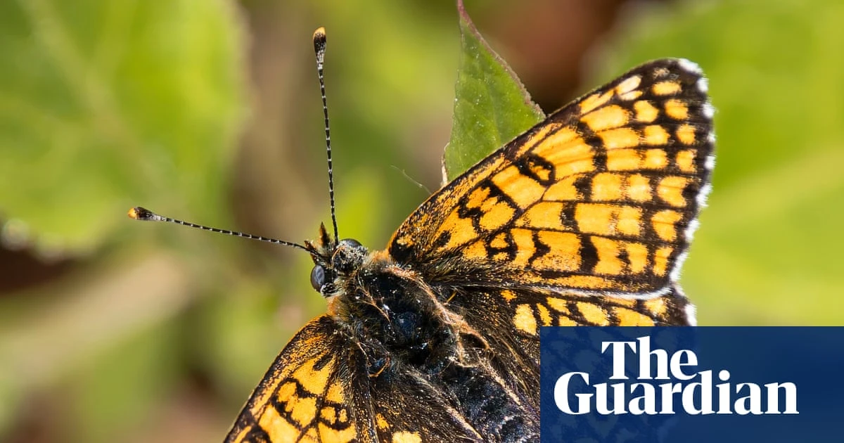 ‘Magical’: butterfly sightings across the UK this summer
