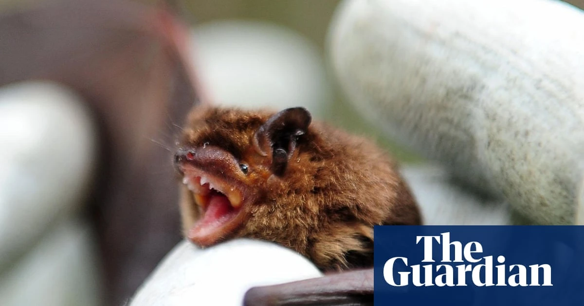 Eight bat researchers mostly from Asia and Africa refused entry into Australia to attend global scientific event