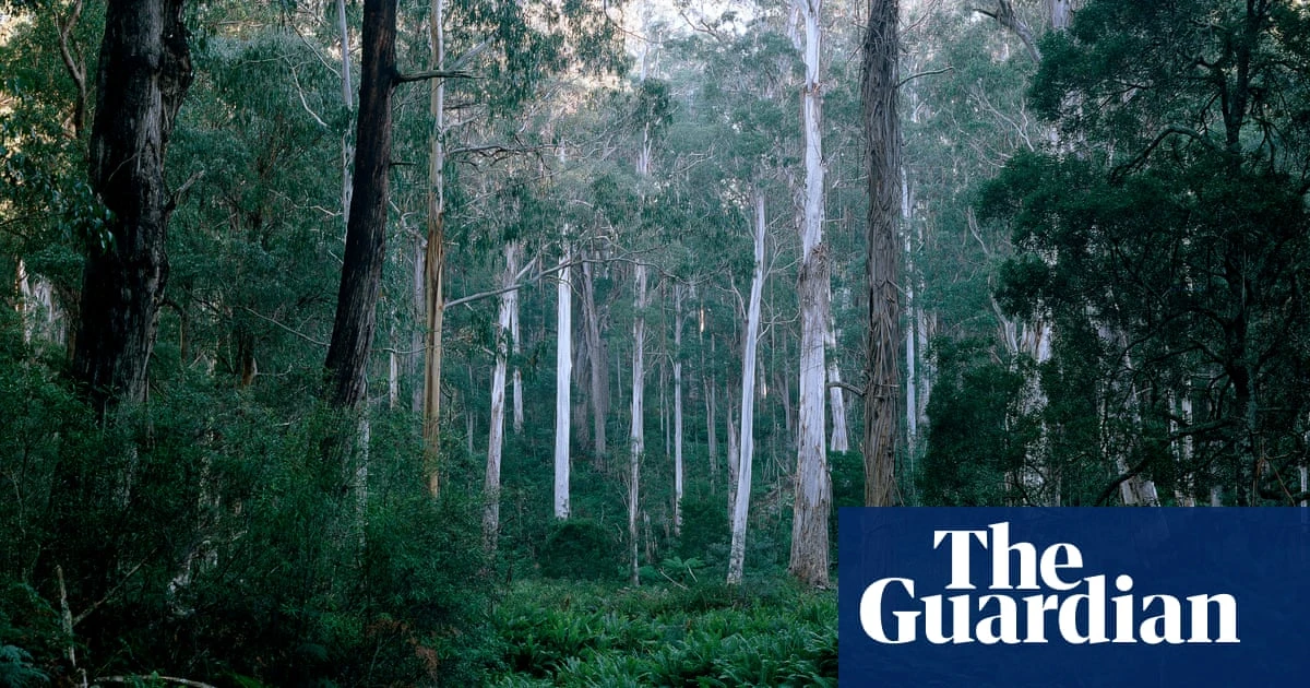 More than half of koalas relocated to NSW forest died in failed government attempt at reintroduction