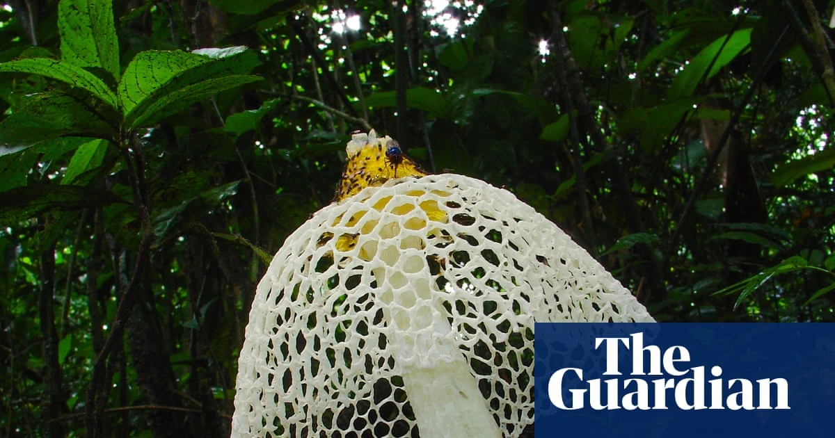 African scientists hail mushrooming global interest in conserving fungi
