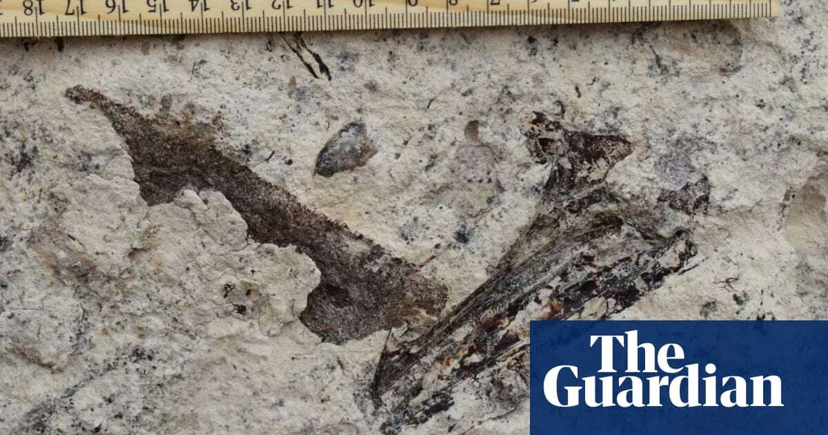 ‘Entire ecosystem’ of fossils 8.7m years old found under Los Angeles high school