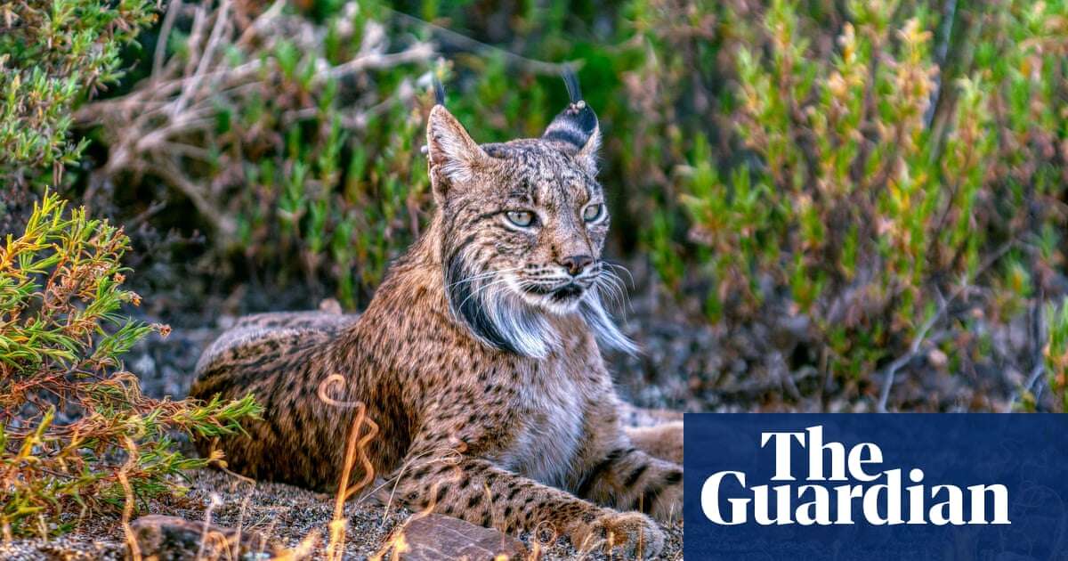 Spain’s rewilding of Iberian lynx at risk after lobbying by hunters and farmers