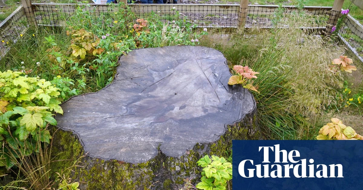 Artists given chance to use wood from felled Sycamore Gap tree