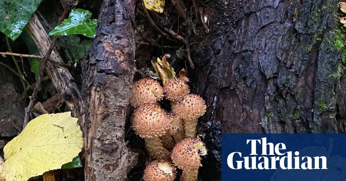Young country diary: Bright or dull, fungi are my wonders of the woods