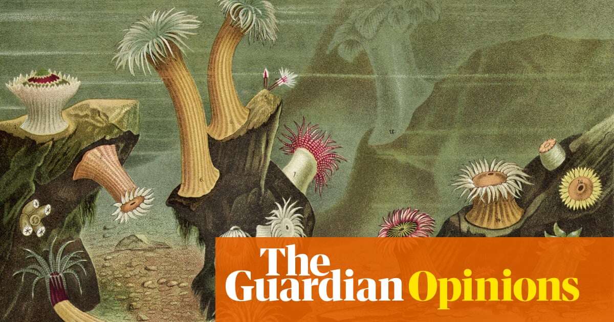 A sea anemone: I have pronounced their name incorrectly most of my life | Helen Sullivan