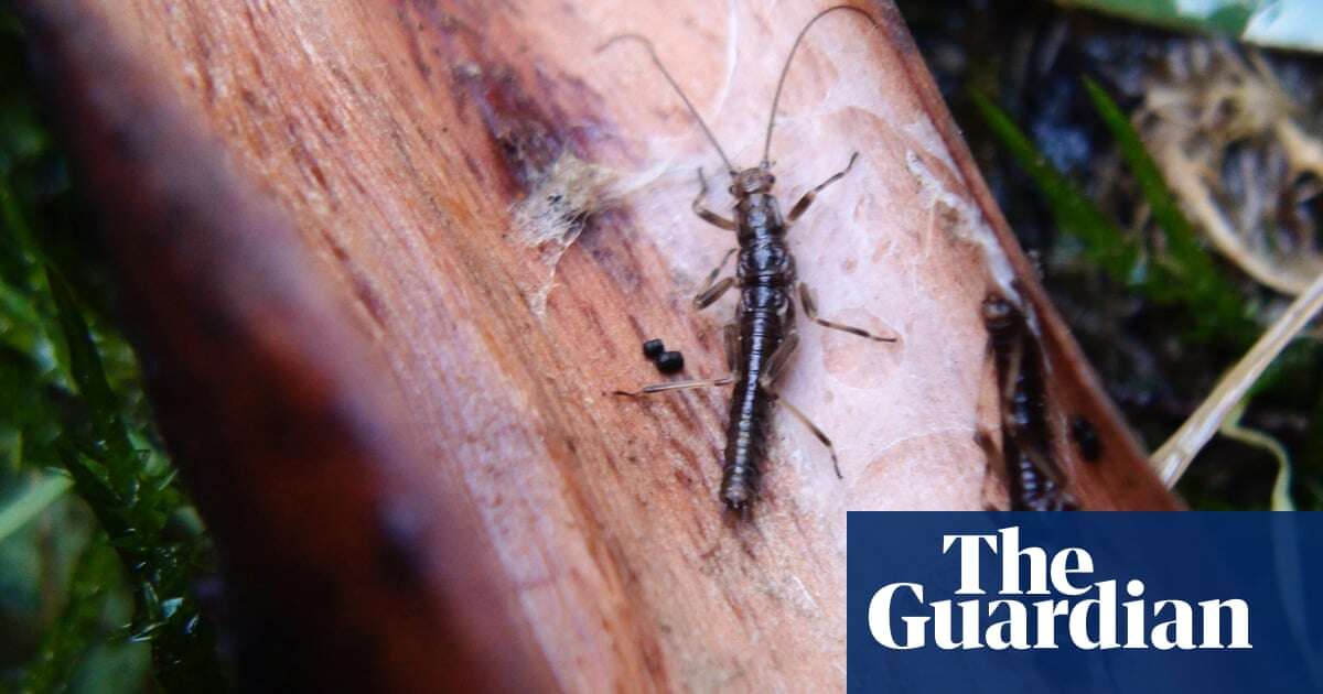 Critically endangered stonefly with ‘remarkable’ lifespan faces extinction as Victorian government decision condemned