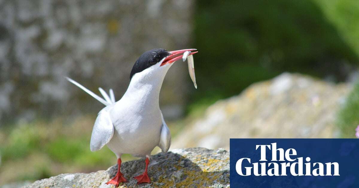 Arctic tern and common gull join red list of UK species in crisis