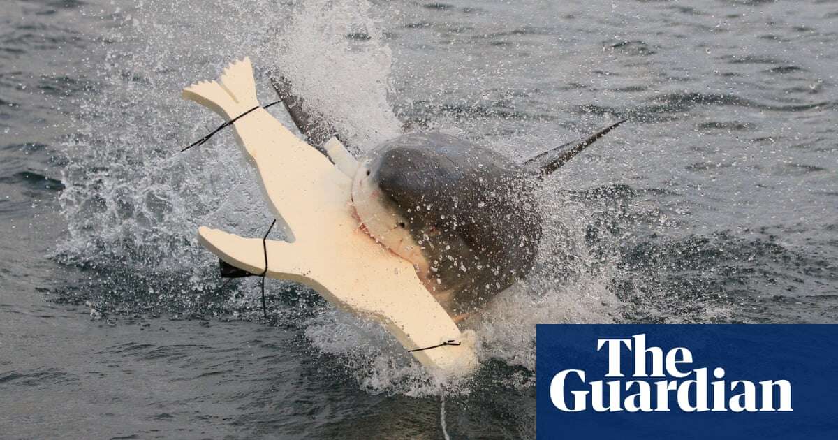 LED lights on underside of surfboards may deter great white shark attacks