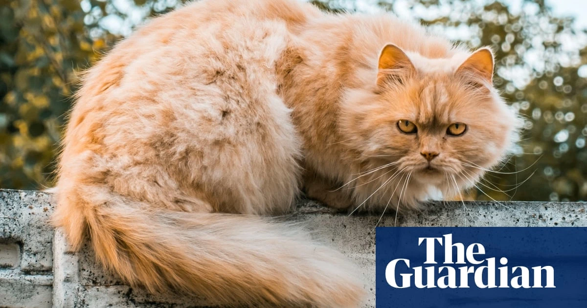 Scientists solve the mystery of ginger cats – helped by hundreds of cat owners