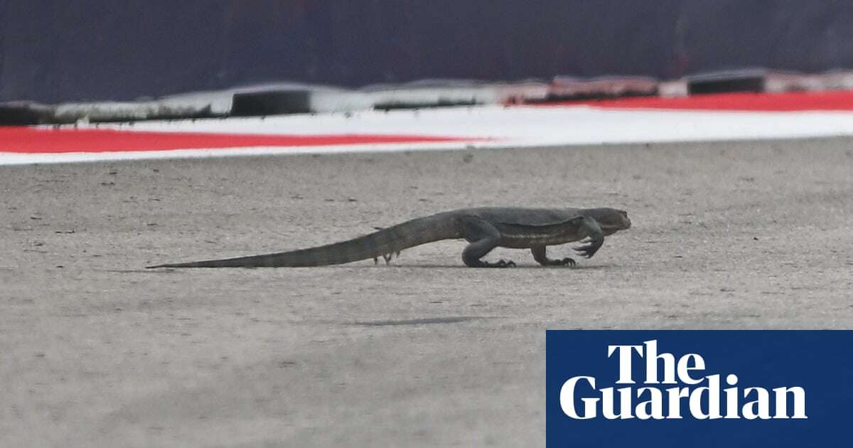 F1 Singapore GP practice halted after large lizard invades track