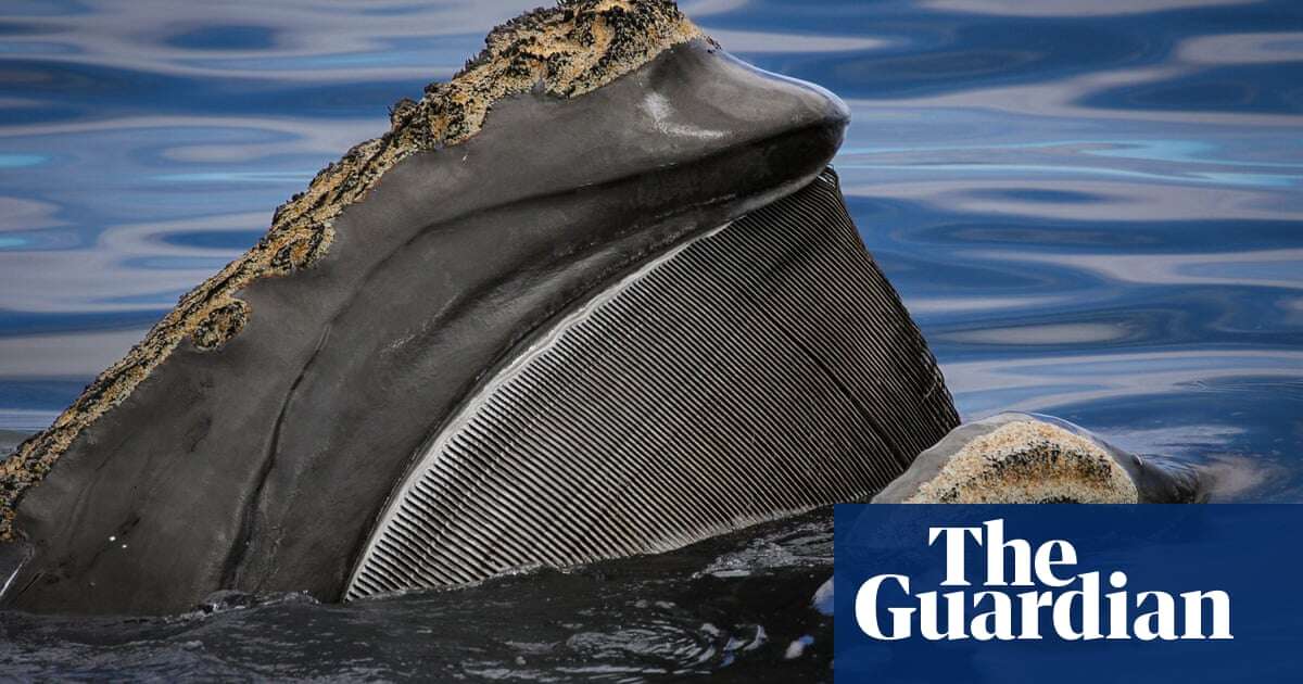 ‘Extraordinary longevity’: great whales can live a lot longer than we thought – if we leave them alone