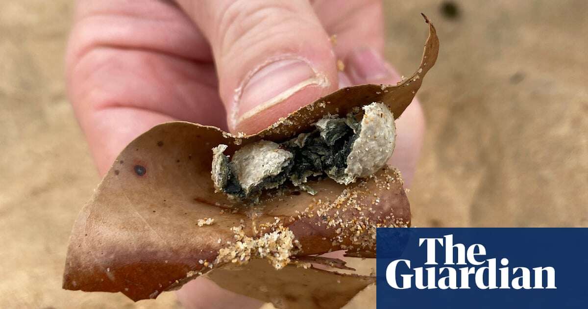 Sydney beaches reopen after mystery debris ‘grease balls’ washed ashore