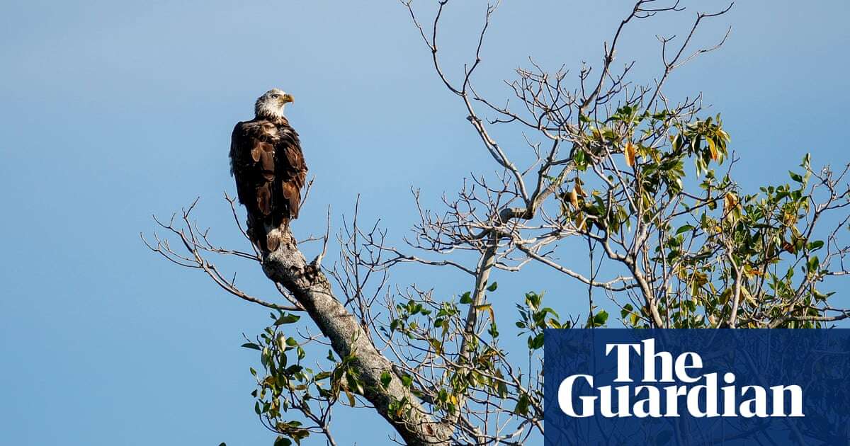 Trump orders likely to drive species’ extinction, wildlife advocates warn