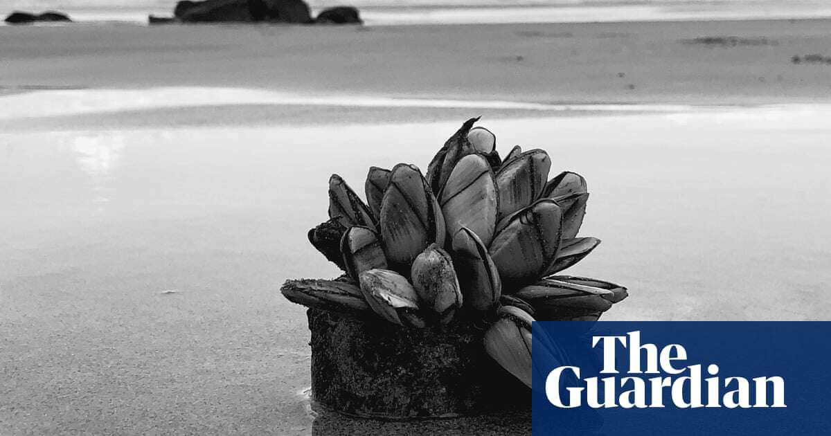 They have tentacles and taste great in pasta. What are the strange barnacles washing up on Australian beaches?