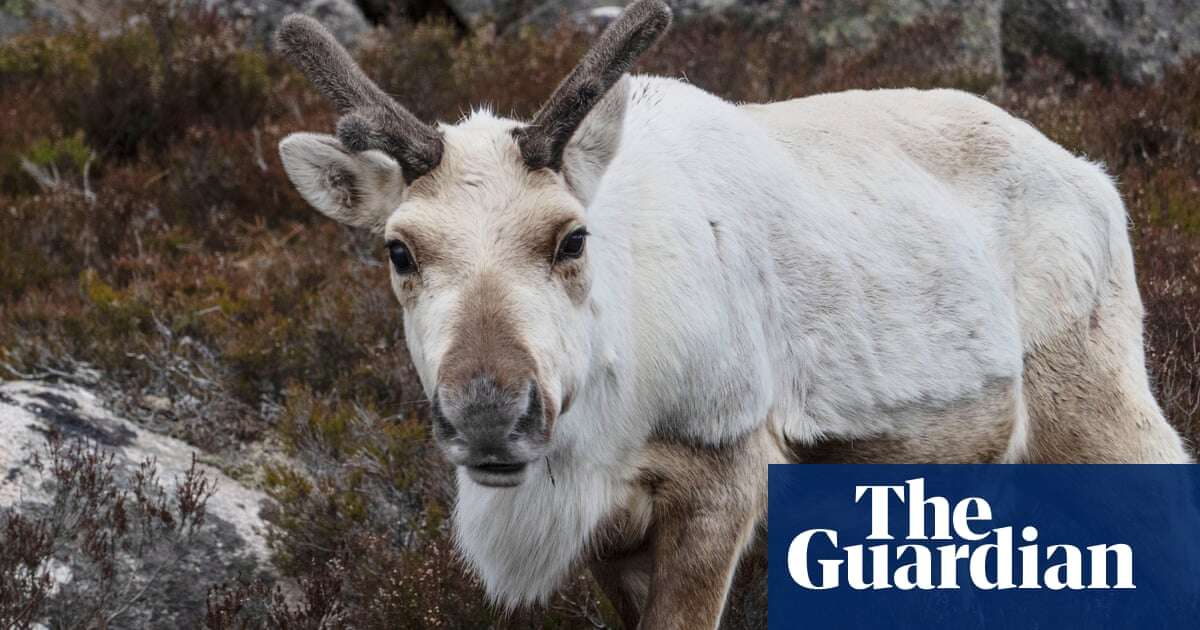 Reindeer’s blue eyes act as night vision goggles to help them find food in winter