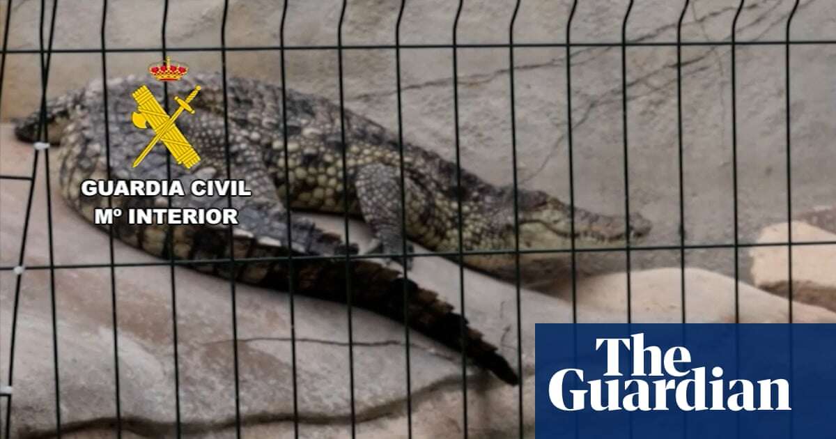 Nile crocodiles and Burmese python among rare species seized in Spain