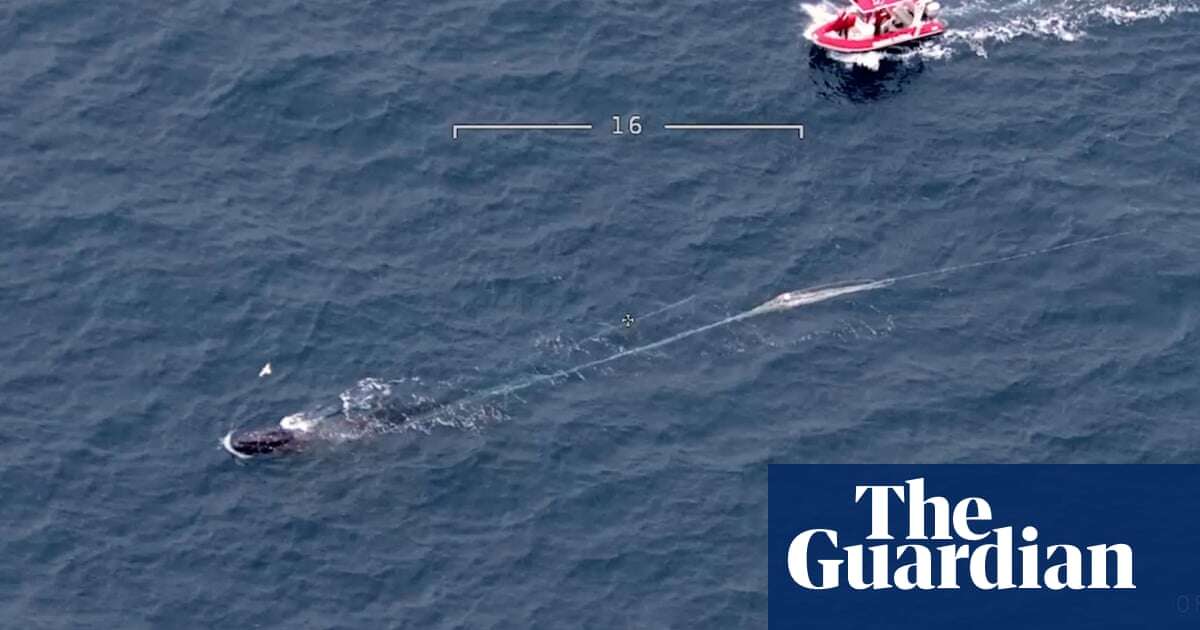 Rescue team cuts 800kg of tangled ropes and buoy from humpback whale off Gippsland coast – video