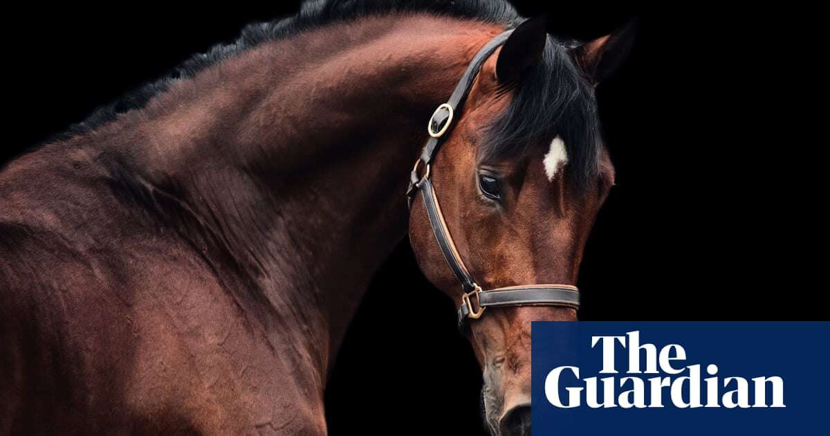 Horses can plan ahead and think strategically, scientists find