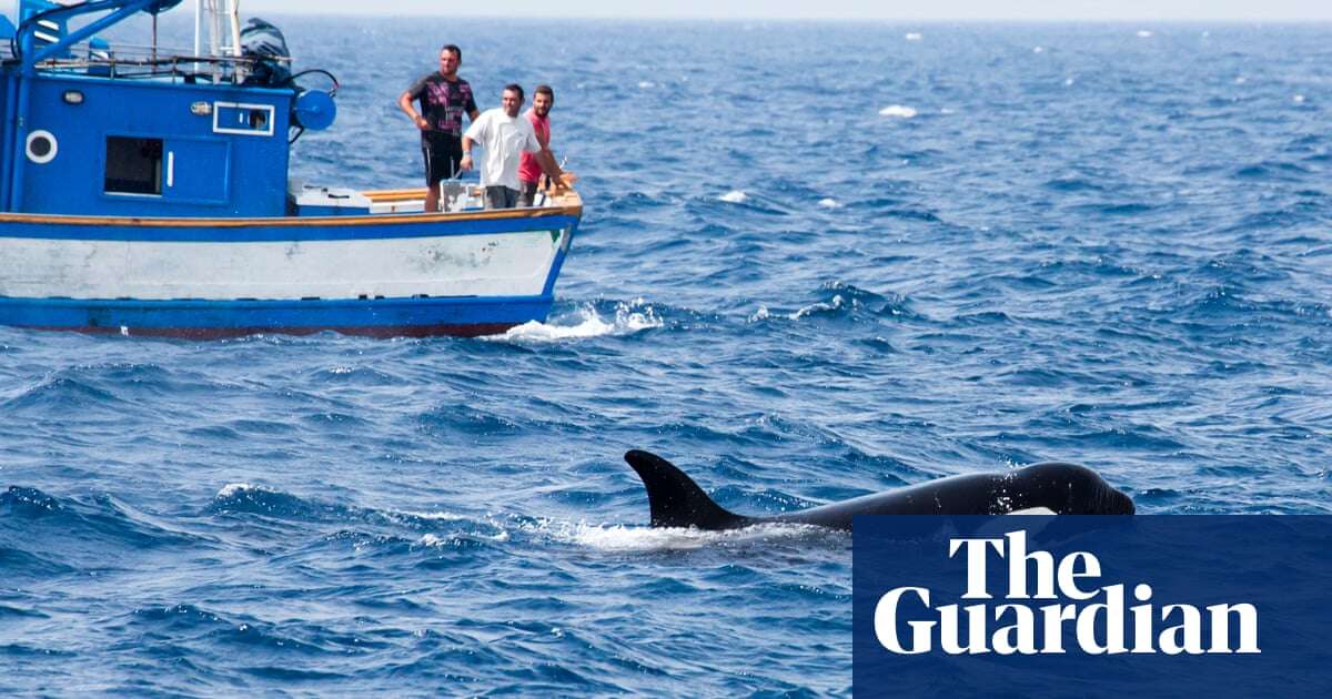 Science Weekly Why are orcas attacking boats and is the behaviour spreading? – podcast