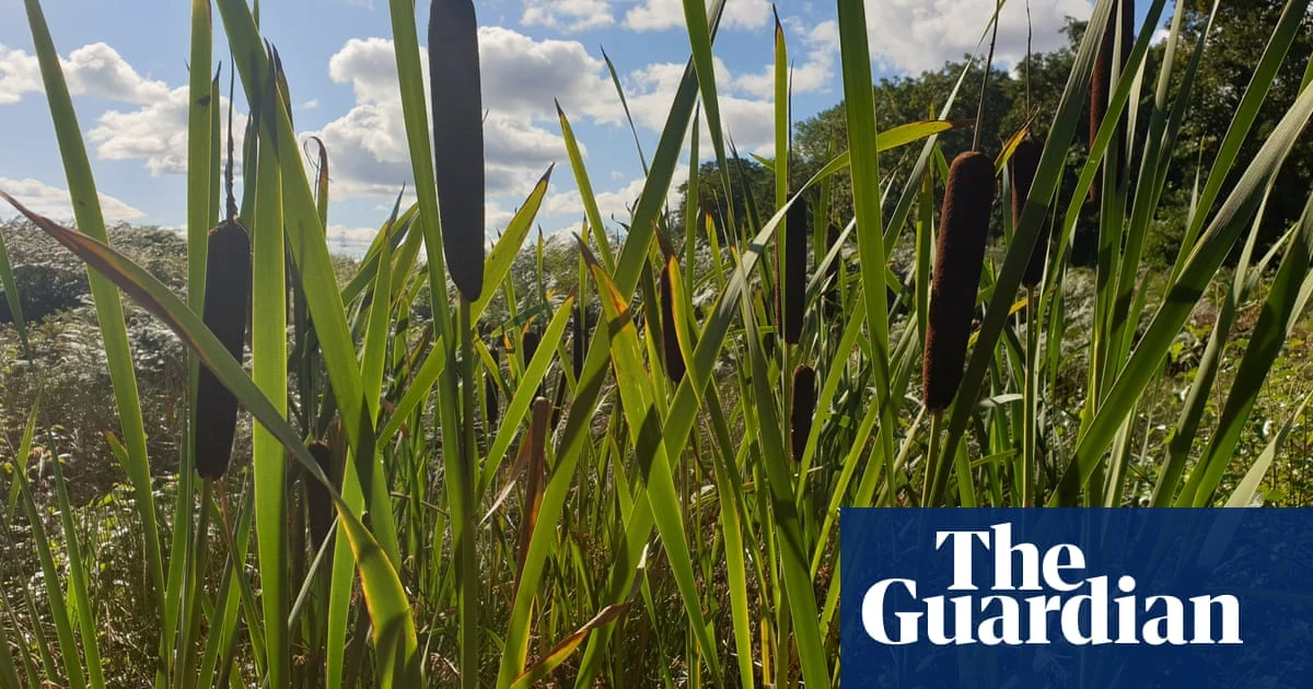 ‘A win-win for farmers’: how flooding fields in north-west England could boost crops