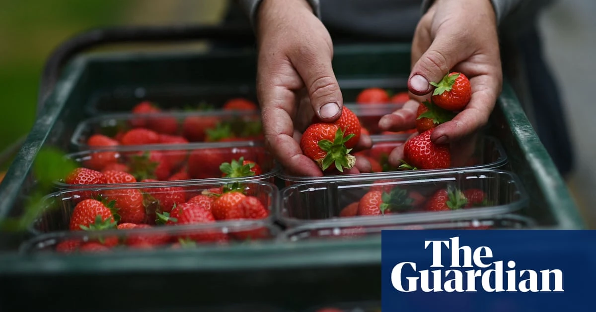 Two-fifths of British berry growers could go bust by end of 2026, study finds