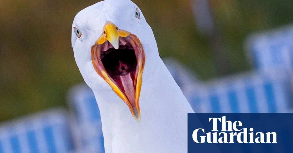 Week in wildlife – in pictures: warthog drama, a fox at the museum and our rarest whale