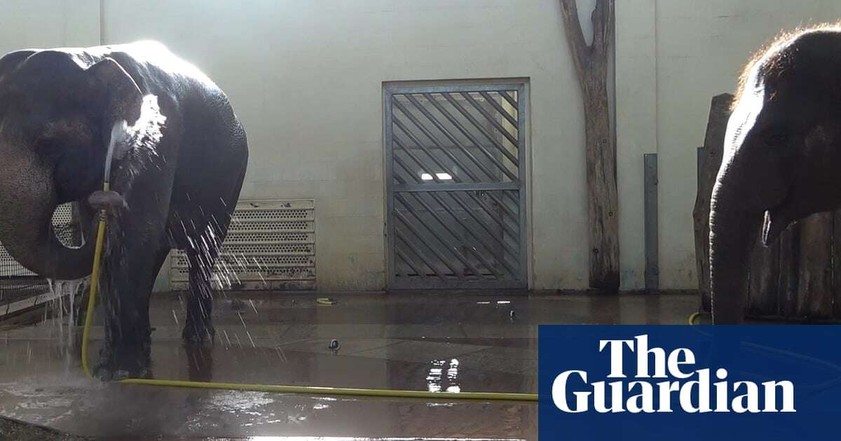 Elephants can wash with a hose – and sabotage shower time, scientists say