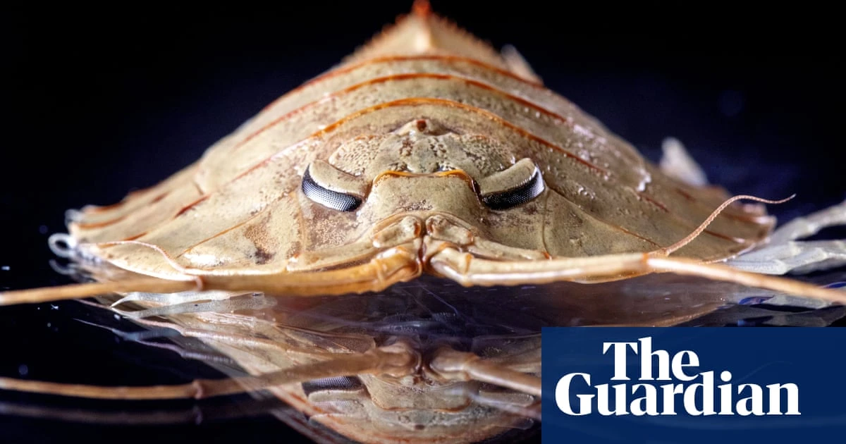 Sea pigs, icefish and trilobites: Antarctica’s mysterious marine life – in pictures