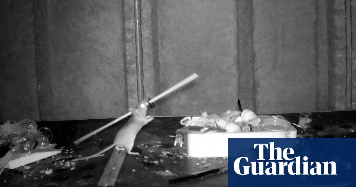 House-proud Welsh mouse may be ‘tidying’ for fun, say scientists